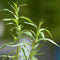 Tarragon (Russian) Herb Seeds